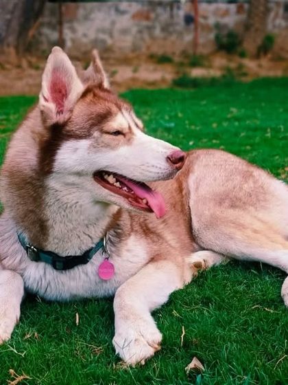 A happy Husky enjoying the freedom of our spacious, green lawn. We make sure every dog has plenty of room to stretch out and relax.