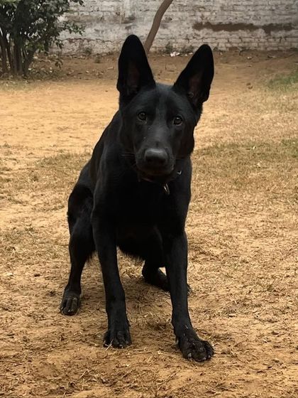 A focused portrait of Willow. Her intelligence and alertness are characteristic of her excellent breeding.