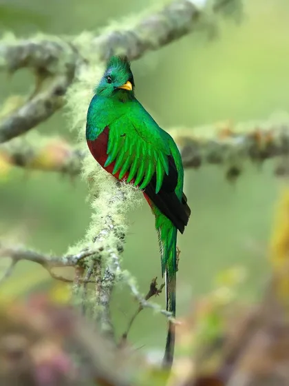 A female Resplendent Quetzal, more subtly colored than the male but still a stunning bird with her vibrant green plumage.