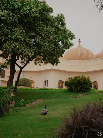 Capturing the serene atmosphere of The Oberoi Udaivilas, with a peacock adding a touch of natural beauty to the frame. It's these little details that make a pre-wedding shoot special.