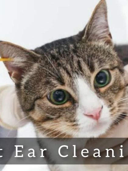 Gentle ear cleaning is essential for preventing infections. I use safe solutions and a soft touch to clean your cat's ears thoroughly.