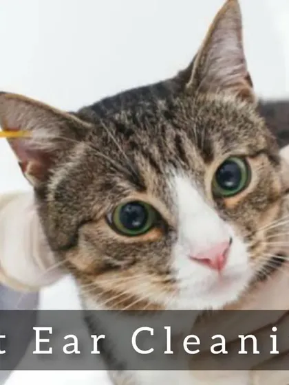 Gentle ear cleaning is essential for preventing infections. I use safe solutions and a soft touch to clean your cat's ears thoroughly.
