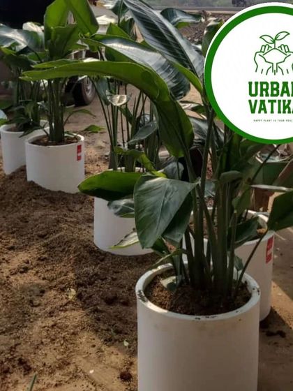 A row of Traveller's Palms (Strelitzia nicolai) being prepared for a client's home, ready to be placed in their new pots.