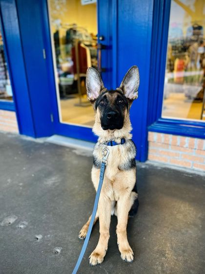 Tulsa Dog Trainer - Immersive Board & Train Programs Board & Train Graduates photo 126