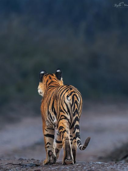 A tiger walks away, but a slight turn of the head creates a compelling story. This is a great example of how you don't always need a head-on shot to make an impact.
