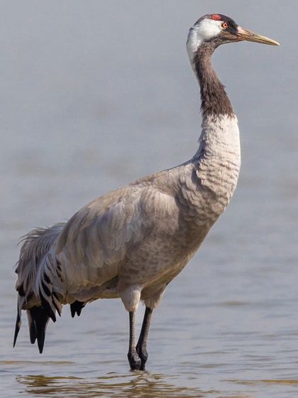 The Common Crane, a large migratory bird that winters in India. This species is slate-grey with a bare red crown and a distinctive white streak behind the eye.