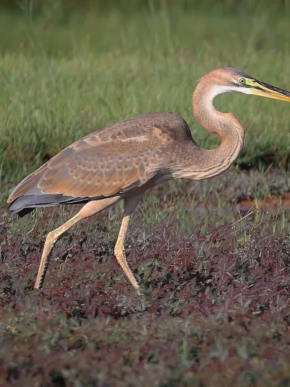 A juvenile Purple Heron on the move. Even without its adult colors, the bird's elegant S-shaped neck and long legs are characteristic of the species.
