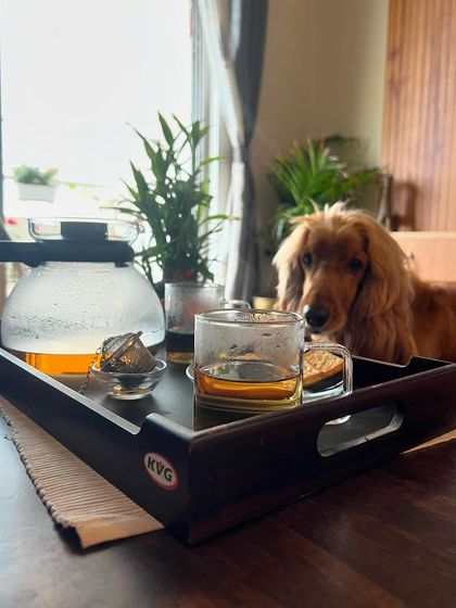 Another shot of Posto eyeing our tea and biscuits, a daily ritual in our home.