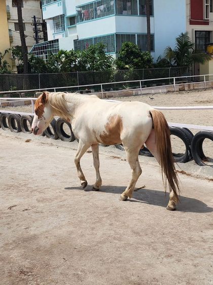 A full-body shot of the paint pony walking in the arena, showcasing his graceful movement.