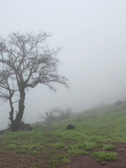 A lone, skeletal tree stands against the thick fog on the Kodachadri trail, creating a beautifully eerie atmosphere.