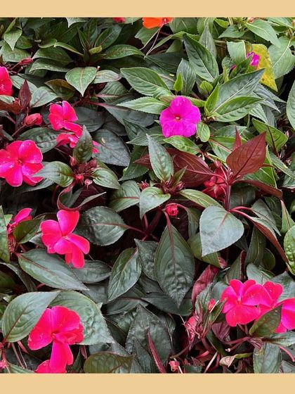 Our Native Plant Showcase photo 27