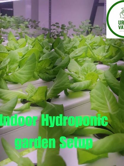 Romaine lettuce in an indoor hydroponic setup, ready for harvest.