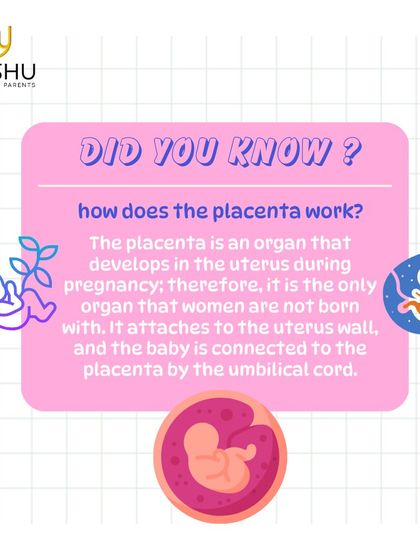 The placenta is a temporary organ that is unique to pregnancy. It attaches to the uterine wall and acts as a lifeline, connecting you to your baby via the umbilical cord to deliver nutrients and oxygen.