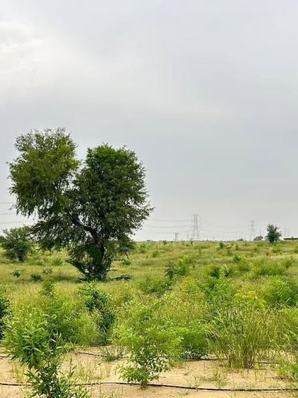 As part of our commitment to environmental responsibility, we have planted 10,000 trees at the Project JAI site. This initiative reflects our holistic approach to sustainability, which goes beyond just clean energy generation.