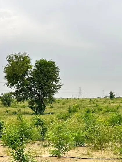 As part of our commitment to environmental responsibility, we have planted 10,000 trees at the Project JAI site. This initiative reflects our holistic approach to sustainability, which goes beyond just clean energy generation.