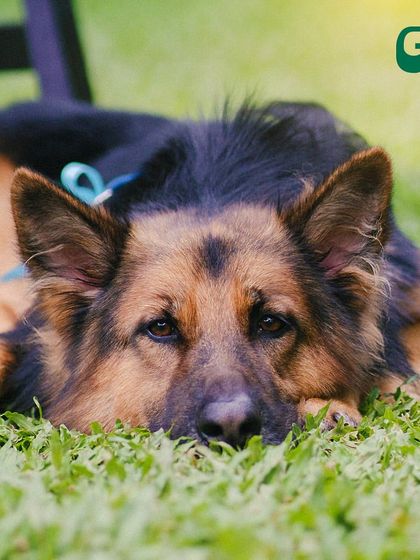 A beautiful German Shepherd taking a moment to relax on the cool grass. It's a common and welcome sight in our garden.