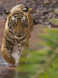 Wildlife Photography Workshops & Tours