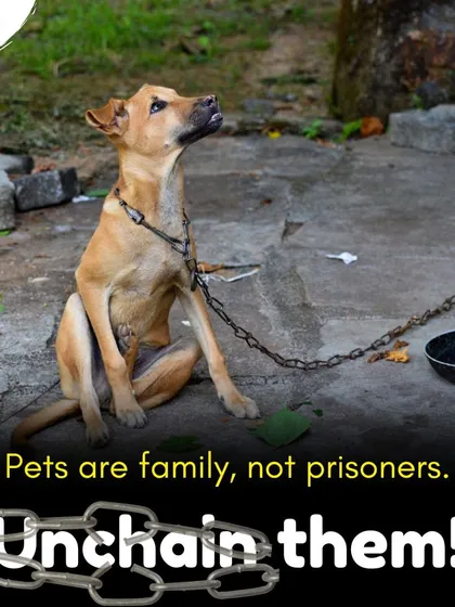 Keeping your pet dog in chains is an act of cruelty. Dogs are family, not prisoners, and they deserve the freedom to move. Unchain them and give them the life they deserve.