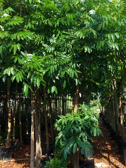 A large stock of young trees growing in our nursery. By growing our own trees, I can ensure they are healthy and well-acclimatized to the local conditions.