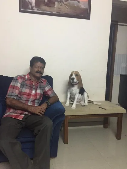 This is the goal: a happy owner and a well-behaved dog living peacefully together. After our sessions, this Beagle learned to be calm and composed at home, making him a wonderful companion for the entire family.