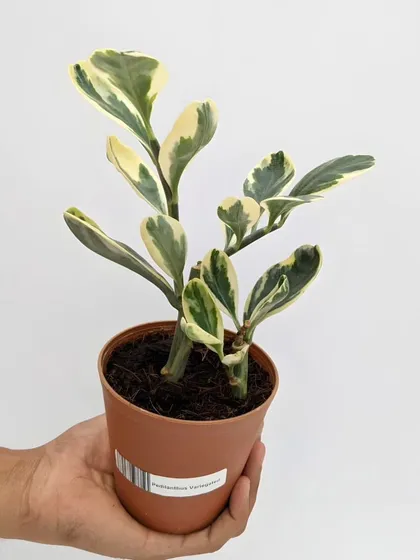 The Variegated Devil's Backbone (Pedilanthus tithymaloides) offers unique, zig-zagging stems and cream-and-green leaves. It's a striking succulent that adds architectural interest and a touch of color.