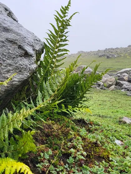 Finding beauty in the small details. A vibrant green fern growing strong amongst the rocks, a reminder of nature's resilience.