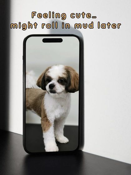 Oh My Dawg - Pet Grooming Services Grooming Glow-Ups: Before & After photo 3