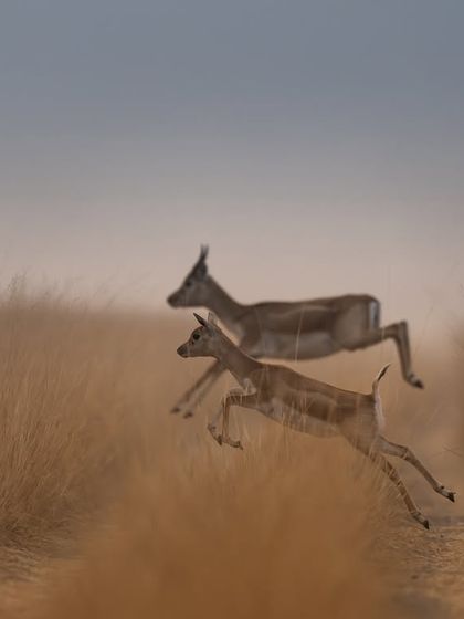 A pair of blackbucks leaping in unison. The synchronized movement and the soft, muted colors of the evening give this action shot a quiet, graceful feel.
