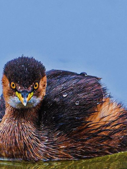 An intense stare from a Little Grebe, its feathers still wet from diving. These small water birds are masters of disappearing beneath the surface in a flash.
