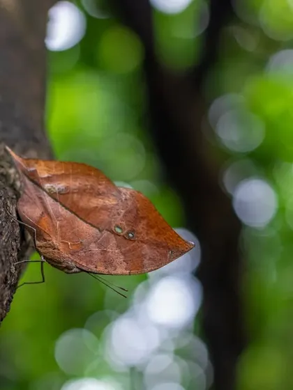 A closer look at the Sahyadri Blue Oakleaf. Its ability to blend in is a testament to the power of evolution.