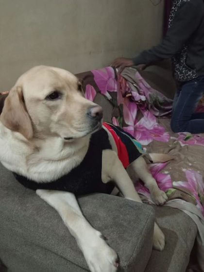 Another happy guest enjoying the sofa. I treat every dog like my own bachha.