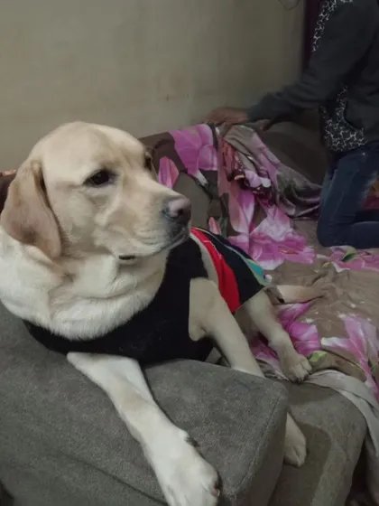 Another happy guest enjoying the sofa. I treat every dog like my own bachha.