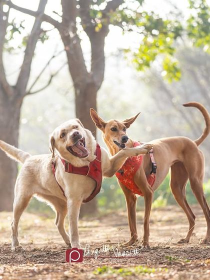 Pragalbh - Animal Rescue & Advocacy Photography Paws & Peaks: Outdoor Adventures photo 7