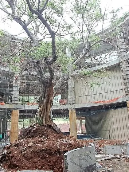 The central atrium of the Inorbit Vizag project under construction, with the structure built around a large, preserved tree. This powerful image shows our commitment to biophilic design principles, where nature is the core anchor of the architectural form.