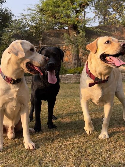 A trio of Labradors, friends for the day. Dogs often form their own little cliques and friendships during their stay, which is wonderful to watch.