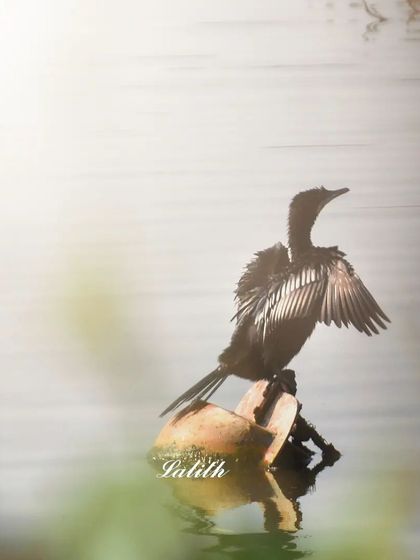 Lalith - Wildlife & Nature Photography Behind the Lens photo 51