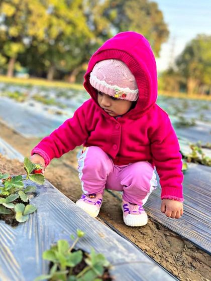 Farmus - Farm Day Out Experience The Joy of the Harvest photo 21