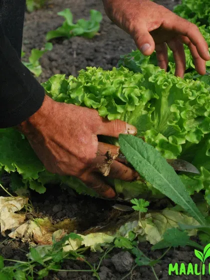 I can help you maintain a productive vegetable patch. This image shows the careful process of weeding and tending to leafy greens like lettuce, ensuring you get a healthy, organic harvest right from your own garden.