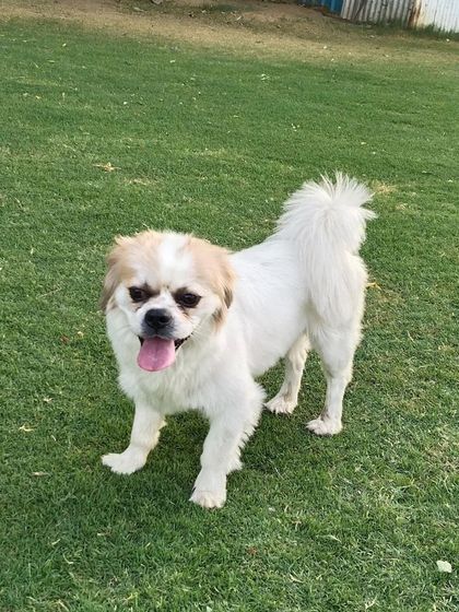 This adorable Pekingese is having a great time exploring our playground. We make sure our smaller guests feel just as safe and happy as the big ones.