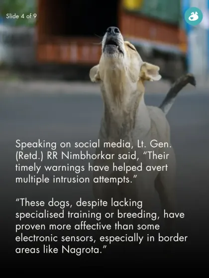 The Pack - Online Pet Parent Community A Voice for Every Dog photo 16