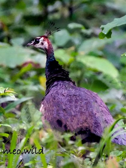 While peacocks get all the attention, the peahen has a subtle, earthy beauty of her own. I spotted this female moving quietly through the undergrowth in Bandipur National Park.