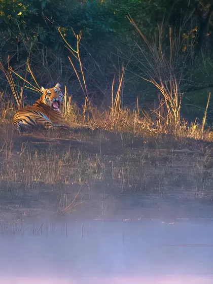 The tiger lets out a mighty yawn by the river Bhadra. We followed it for half an hour, witnessing its relaxed and majestic demeanor. It knew it was the king of this domain, and we were merely humble observers.