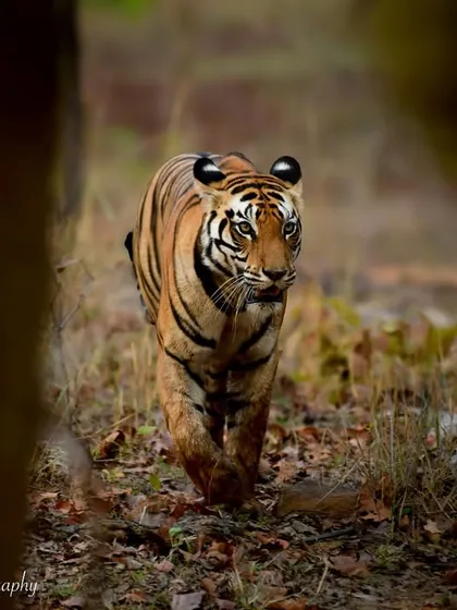 This is Mausi Ma, a tigress from Sanjay Dubri Tiger Reserve. The way she uses the forest to her advantage is incredible. This shot, framed by the trees, shows her moving with stealth and purpose, a true master of her domain.