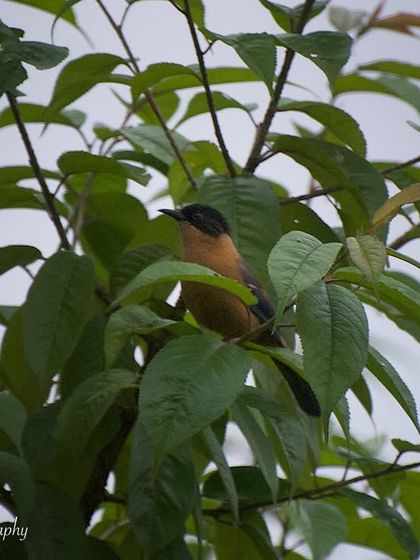 Avian Wonders: A World of Wings photo 77