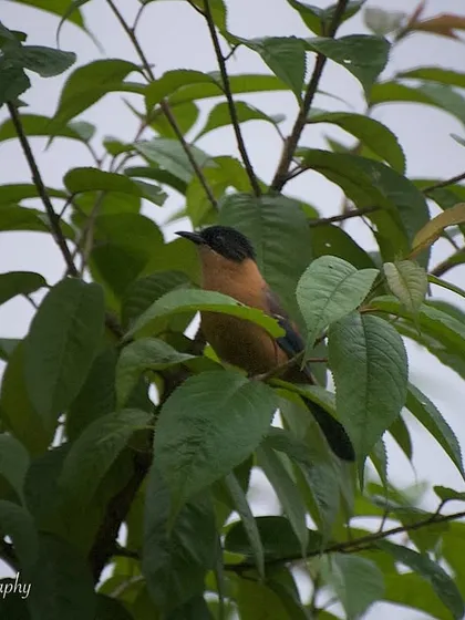 A Rufous Sibia peeking out from the leaves in Sikkim. The vibrant green foliage provides a beautiful natural frame for this Himalayan bird.