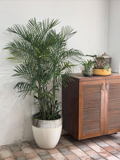 A beautiful and welcoming entrance. A large bamboo palm in a stylish planter next to a wooden shoe cabinet creates an aesthetic that is both green and functional.