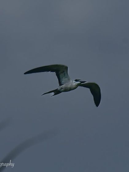 Avian Wonders: A World of Wings photo 69