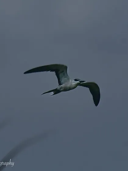 A Bridled Tern in flight, a marvel of window birding in Juhu. Seeing these seabirds from my home is a special experience.