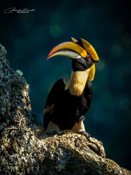 There's nothing quite like the majestic presence of a Great Hornbill. I used dramatic, low-key lighting to sculpt its impressive casque and intense gaze, creating a powerful portrait that feels both intimate and grand. This was a memorable encounter in Mangaon, Maharashtra.