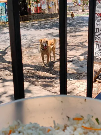 The Viman Sena approaching. A dog waits patiently behind a gate as I prepare a bowl of rice and liver for him and his friends.